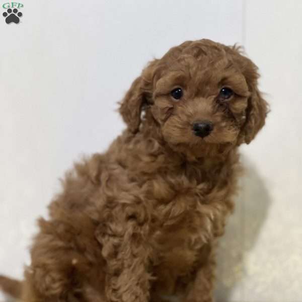 Faith, Cavapoo Puppy